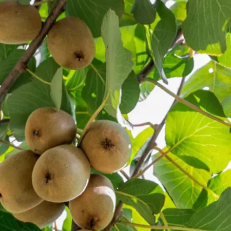 别墅 Quinta Dos Kiwis Sertã