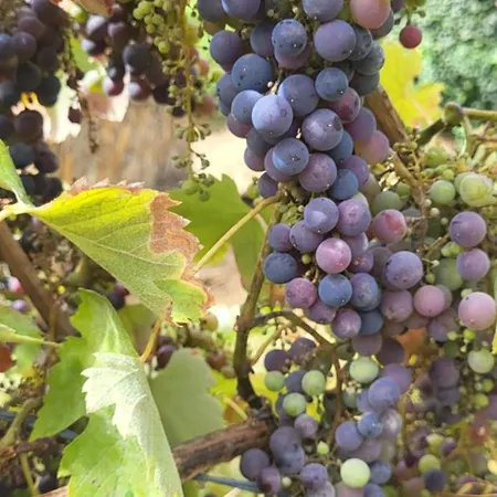 Quinta Dos Kiwis Sertã