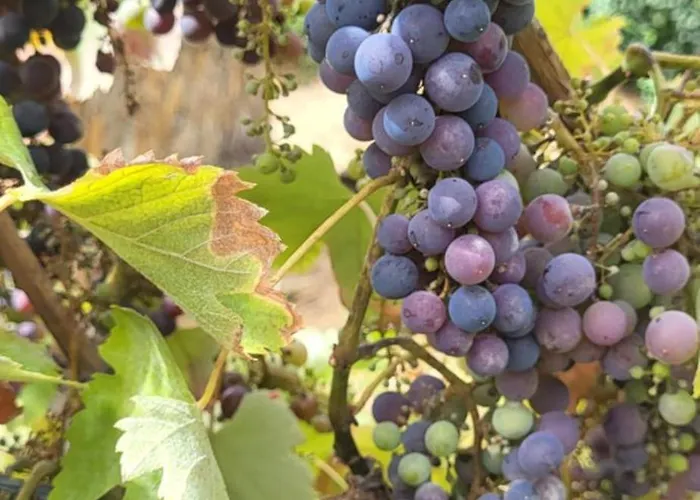 Quinta Dos Kiwis Sertã